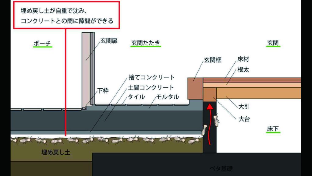 シロアリ侵入経路